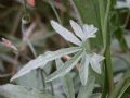 Convolvulus elegantissimus